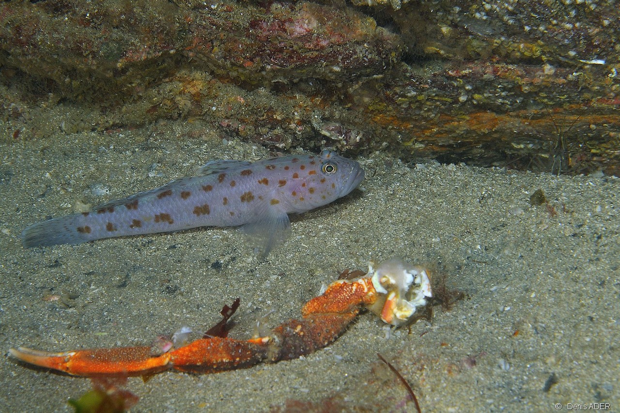 Thorogobius-ephippiatus-Maja brachydactyla Belle ile Basse Badec-14m-20160702-Denis-ADER-DSC_8557_tn.jpg
